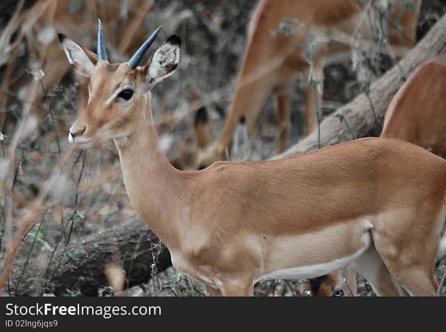 Antelope puppy hiding in harsh bush, National park of Serengeti