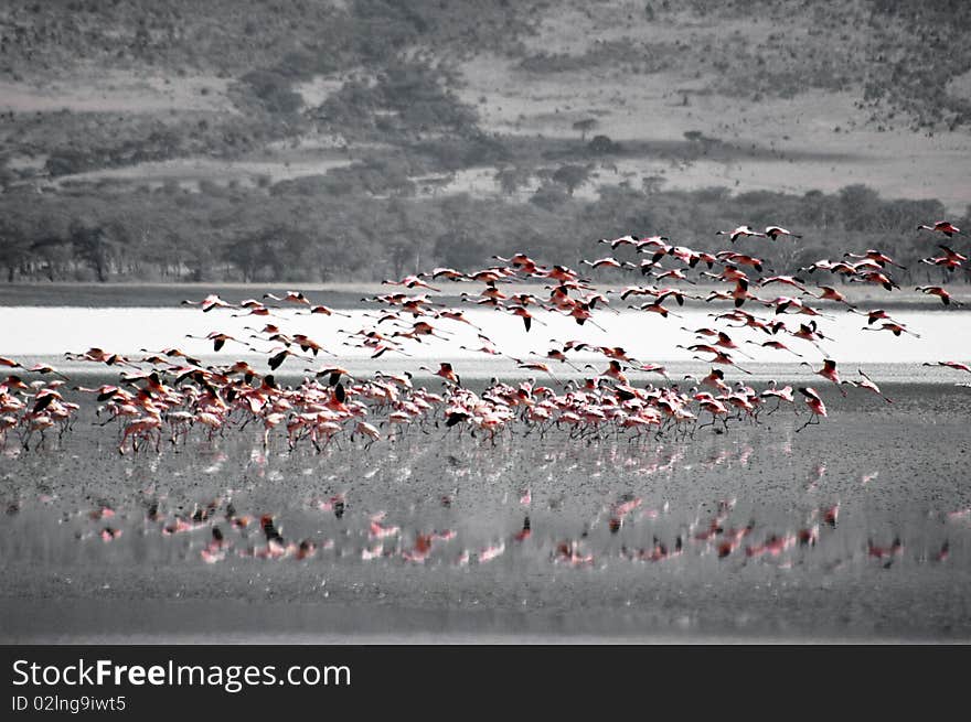 Pink flamingos taking off from the lake. Pink flamingos taking off from the lake