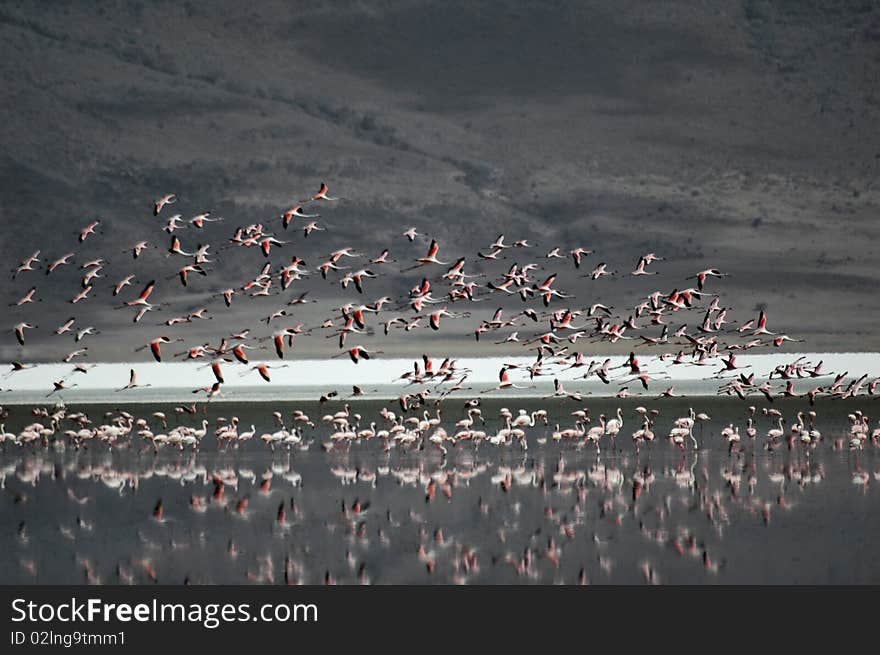 Pink flamingos taking off from the lake. Pink flamingos taking off from the lake