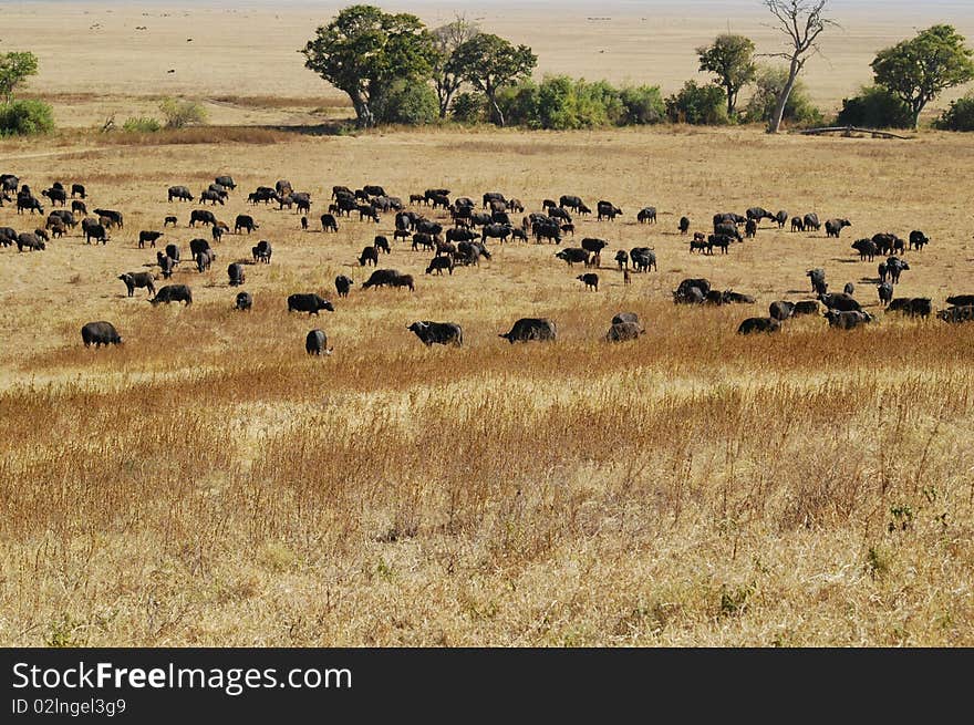 Herd of wildebeest eating in savannah,National park of serengeti