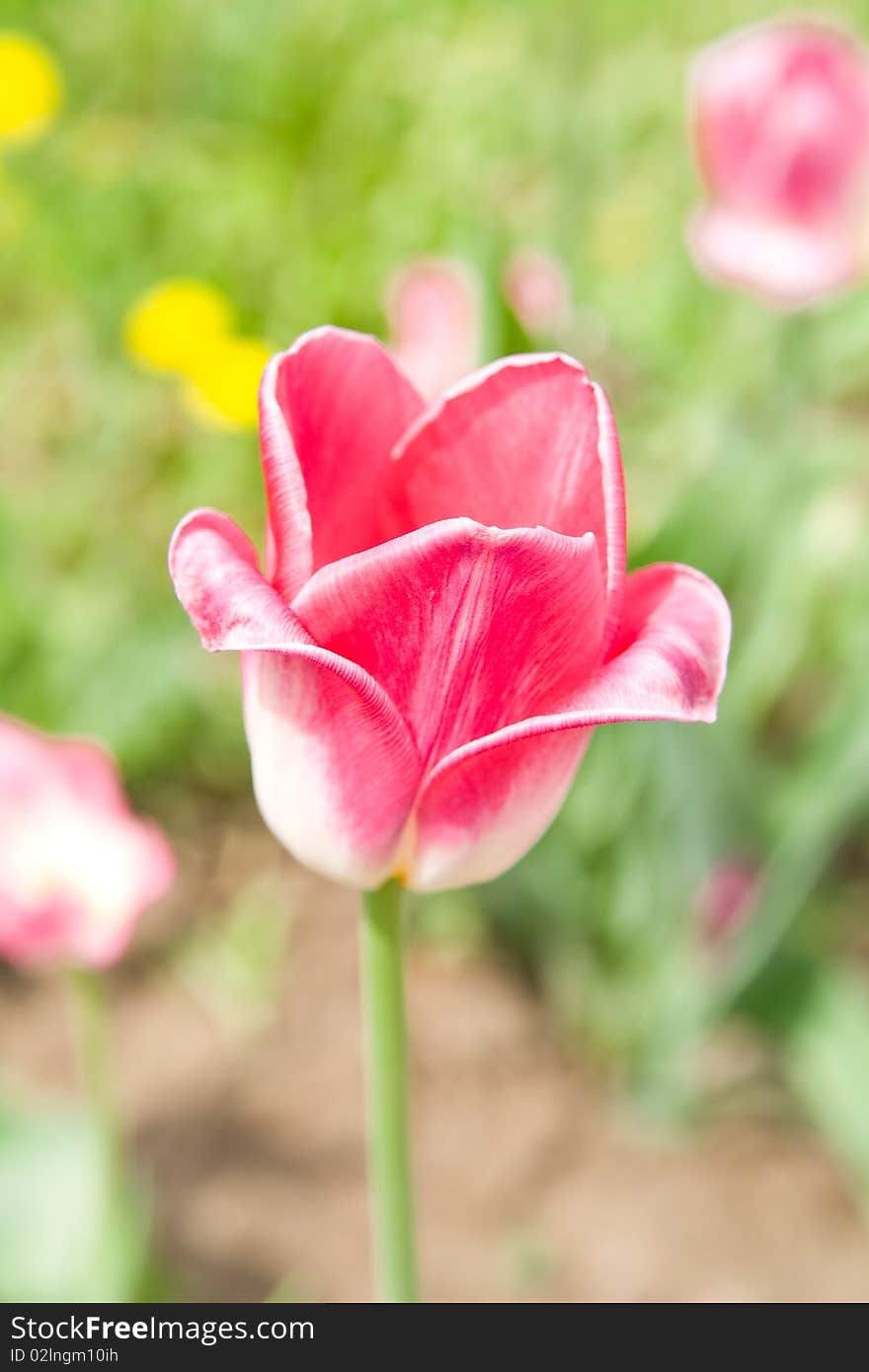 In a photo the red tulip is represented