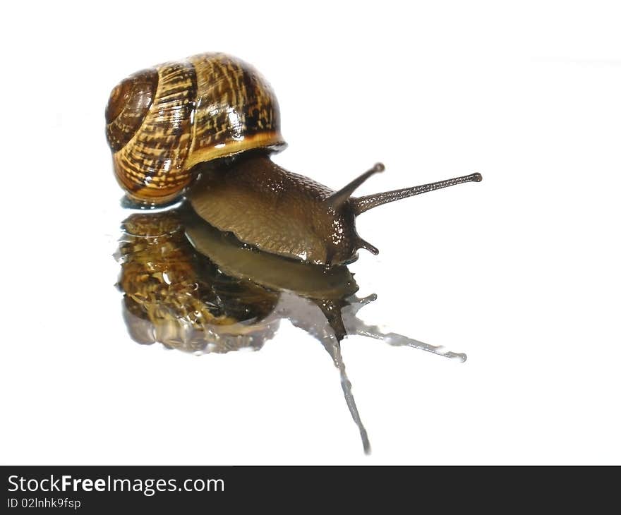 Snail on the white background with water drops