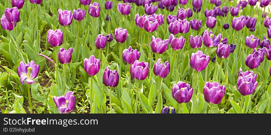 This picture shows a beautiful flowers. This picture shows a beautiful flowers