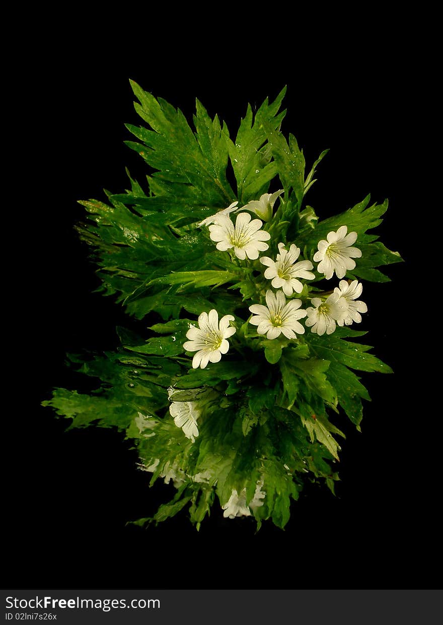 Leaves and flowers