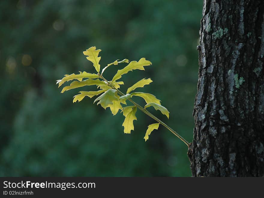 New Growth