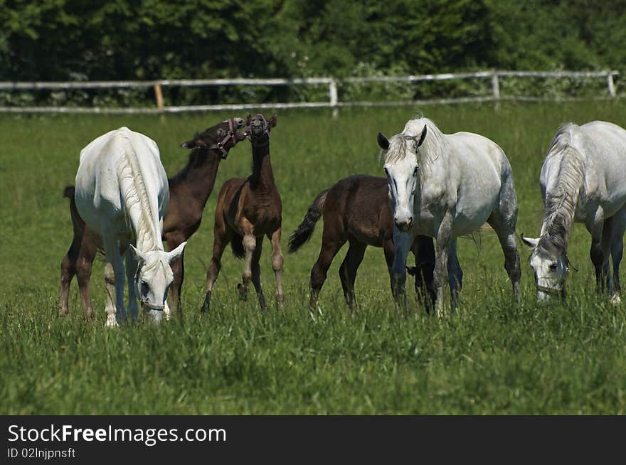 Pasturing horses on the farm