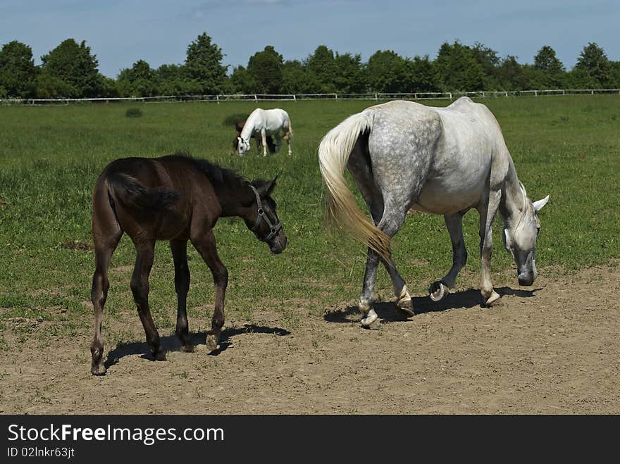 Pasturing horses on the farm