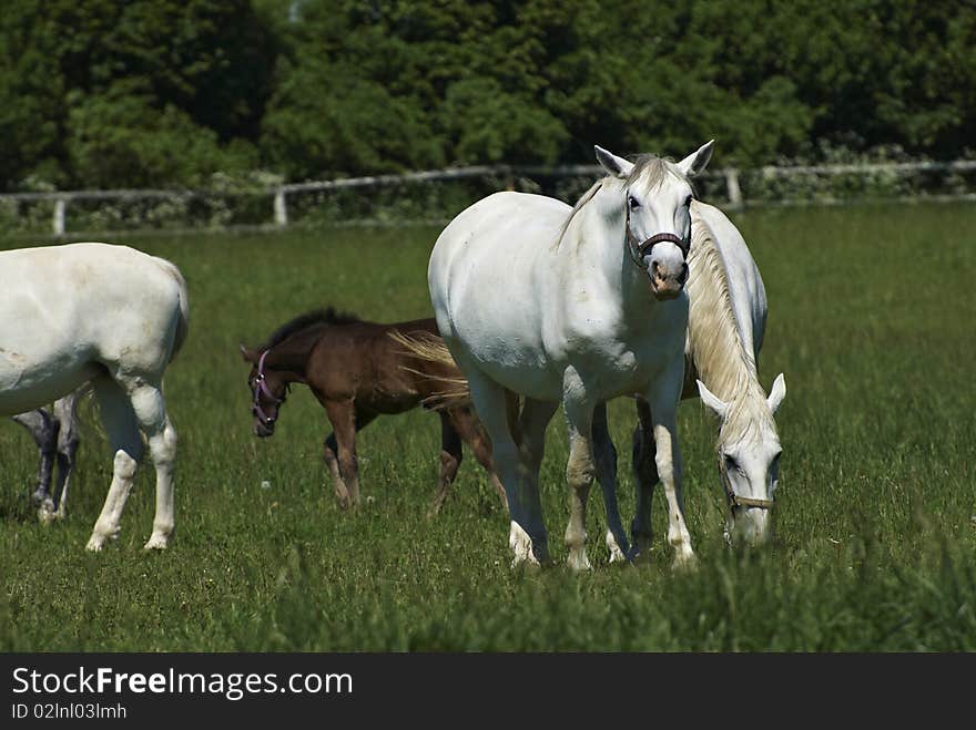 White horses on the farm