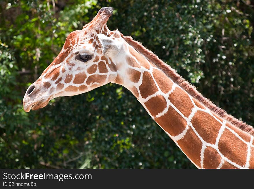 Giraffe