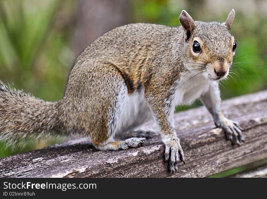 A grey squirrel with an inquisitive gaze.