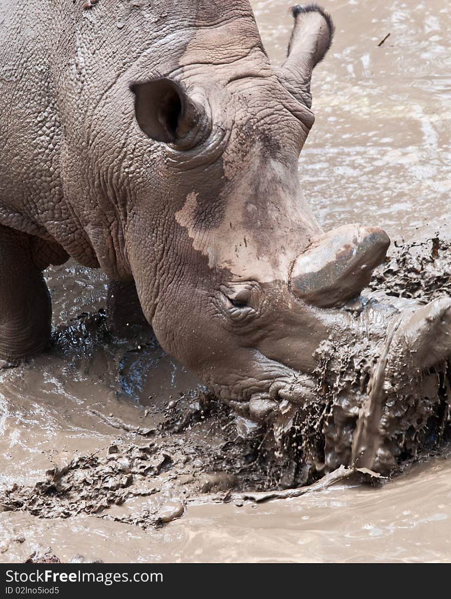 Rhino playing in a mud puddle. Rhino playing in a mud puddle.