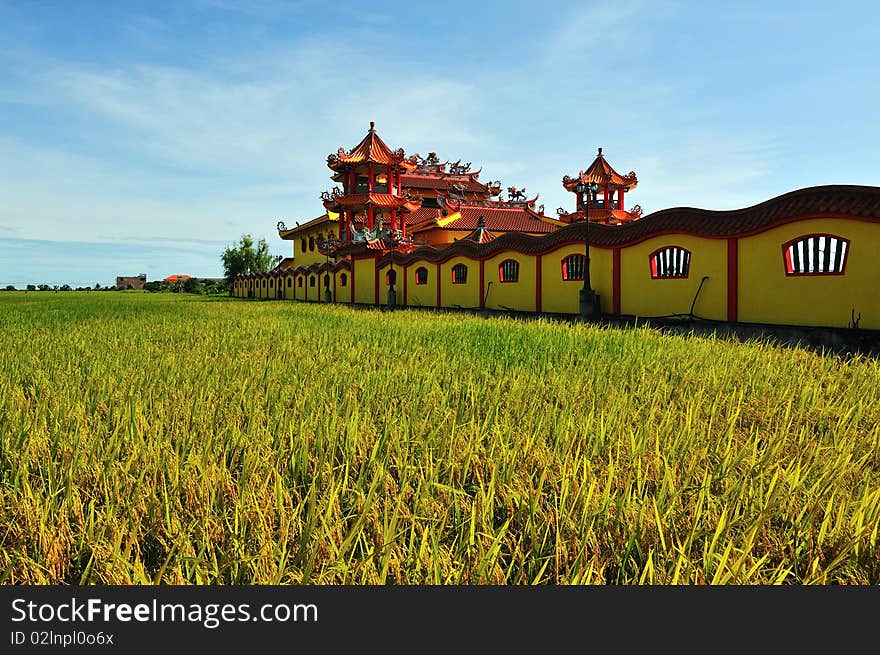 Paddy field