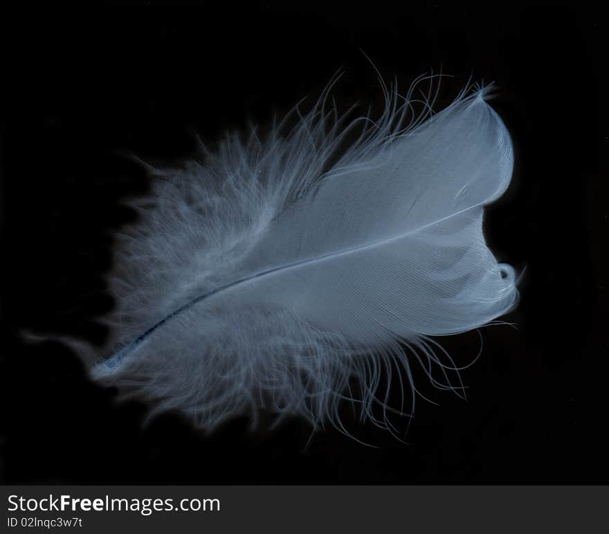 Single feather glowing with black background. Single feather glowing with black background