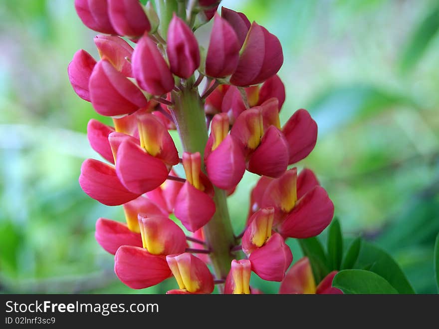 Lupine head