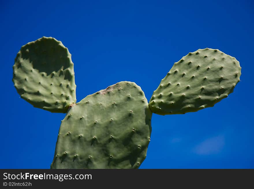 A green cactus on a perfect blue sky, Oahu, Hawaii