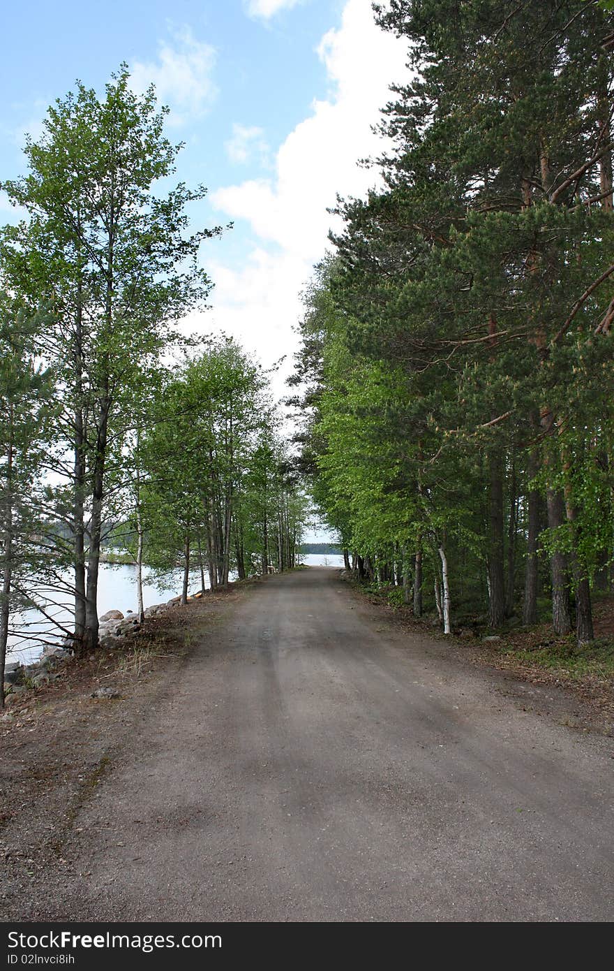 Wood road in summer day