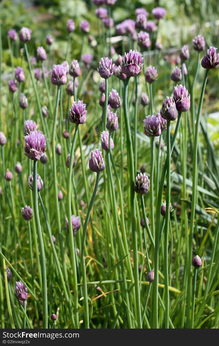 Onions in  a sunny day in a garden