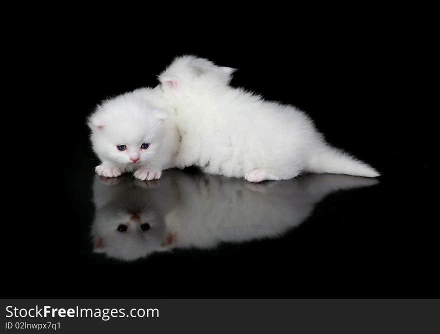 Two white persian kittens looking at their own reflections.