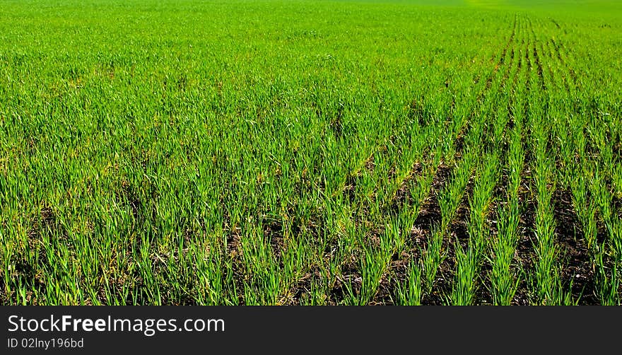 An image of a green field with young growth