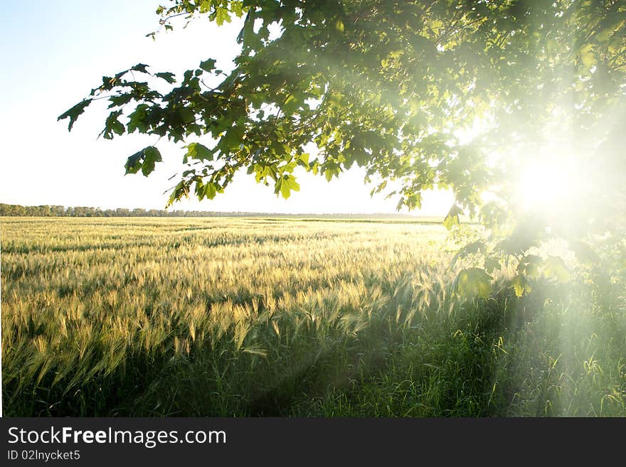 Green field