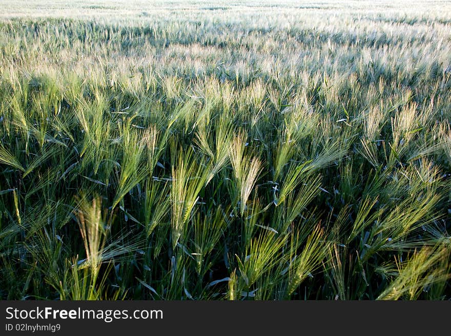 Green Barley