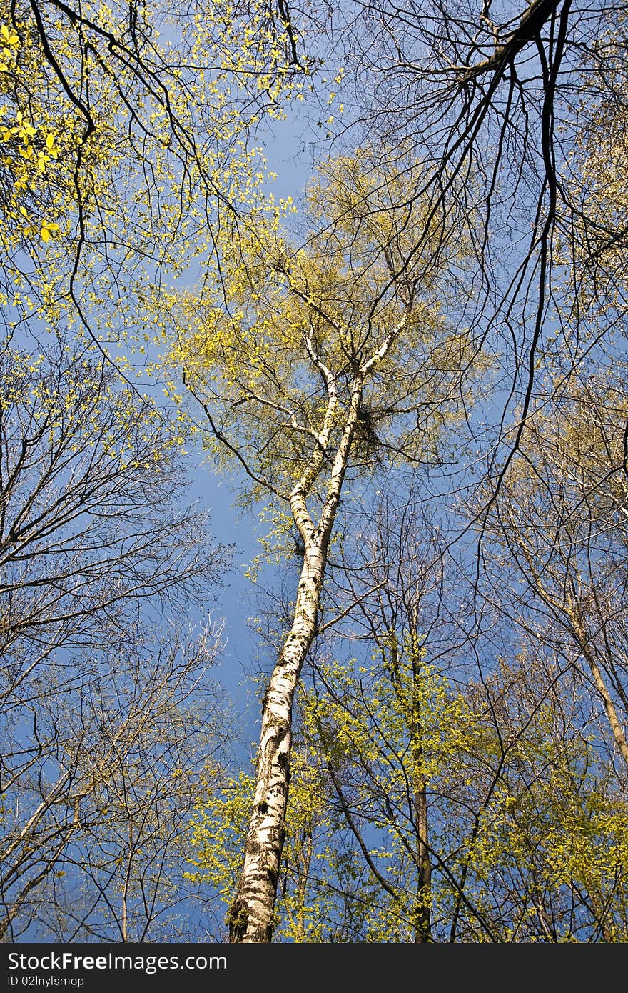 Crown Of Trees In Forest