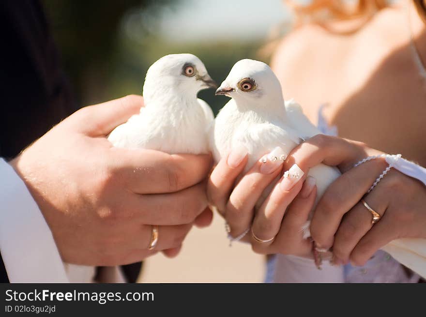 Bride and groom's arms holding white doves. Bride and groom's arms holding white doves