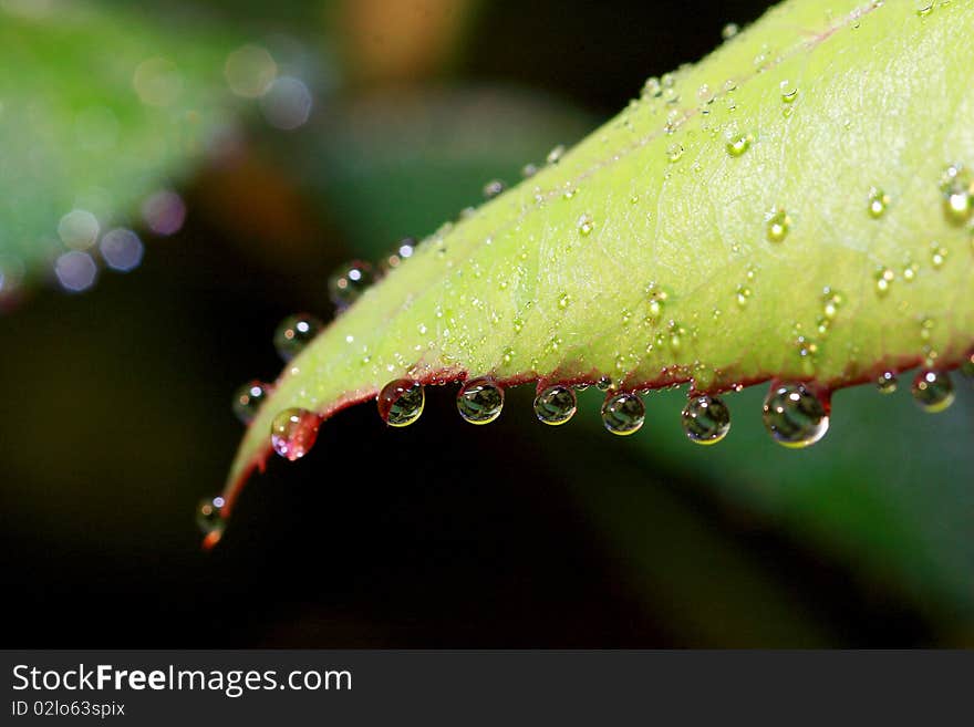 The green little leaf with drop of dew. The green little leaf with drop of dew