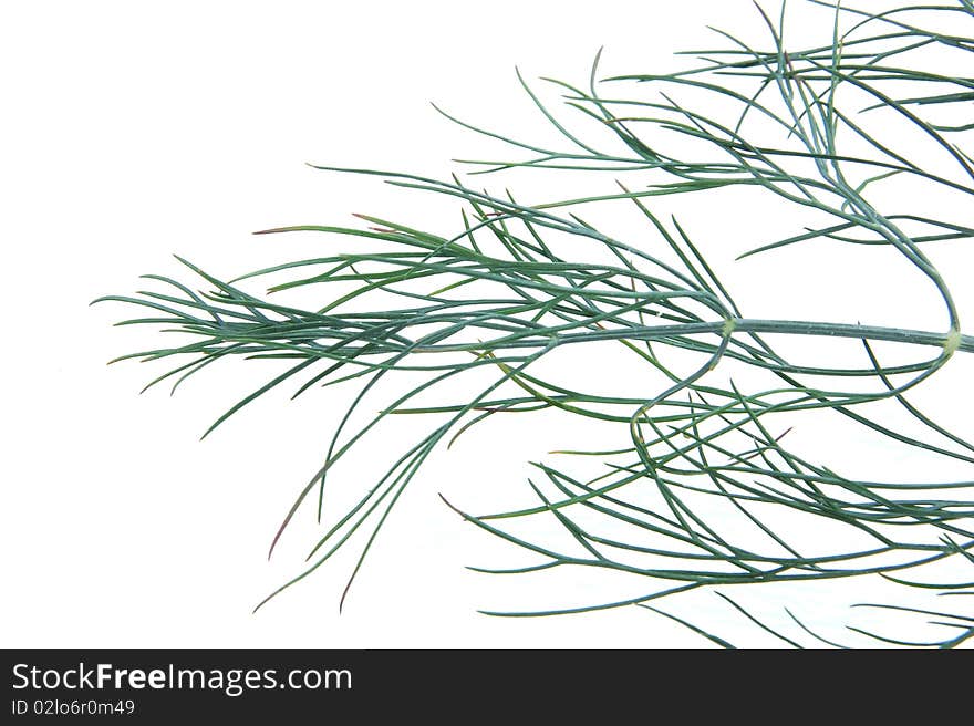 Closeup of dill herb on white background