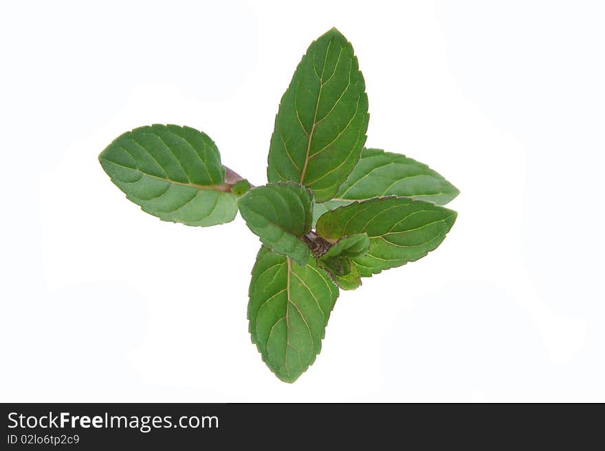 Closeup of stem of English mint herb on white background