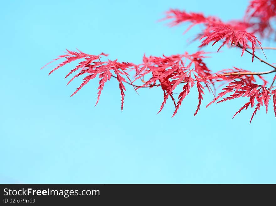 Acer japonicum in the garden in the summer day. Acer japonicum in the garden in the summer day