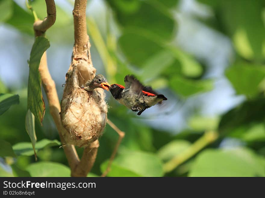 The bird on the tress