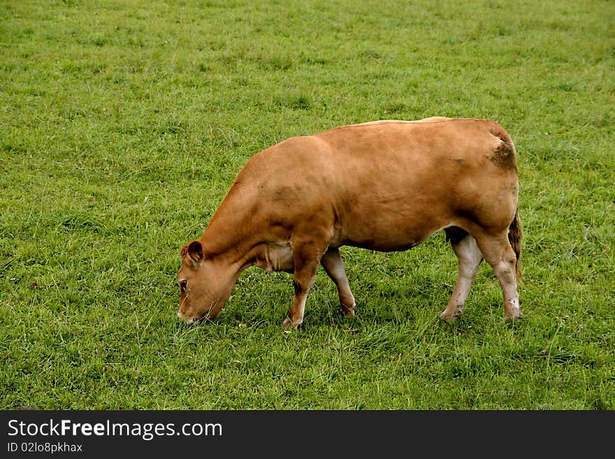 Cow eating grass in the green