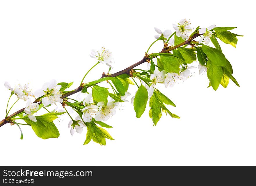 Cherry-tree flowers isolated on white background. Cherry-tree flowers isolated on white background