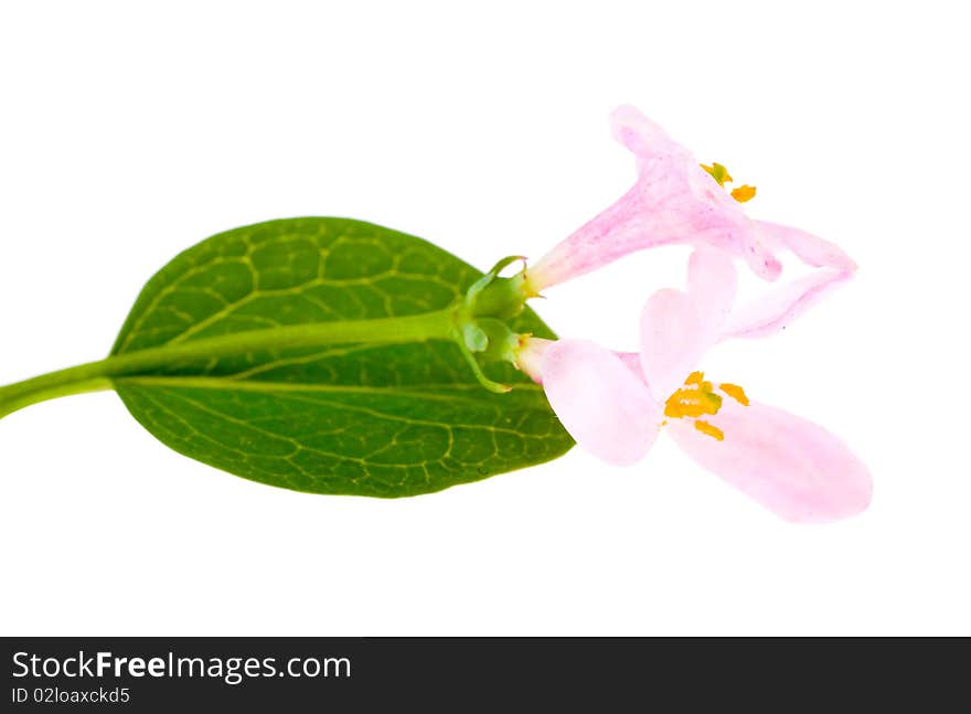 Pink color flower isolated on white background. Pink color flower isolated on white background