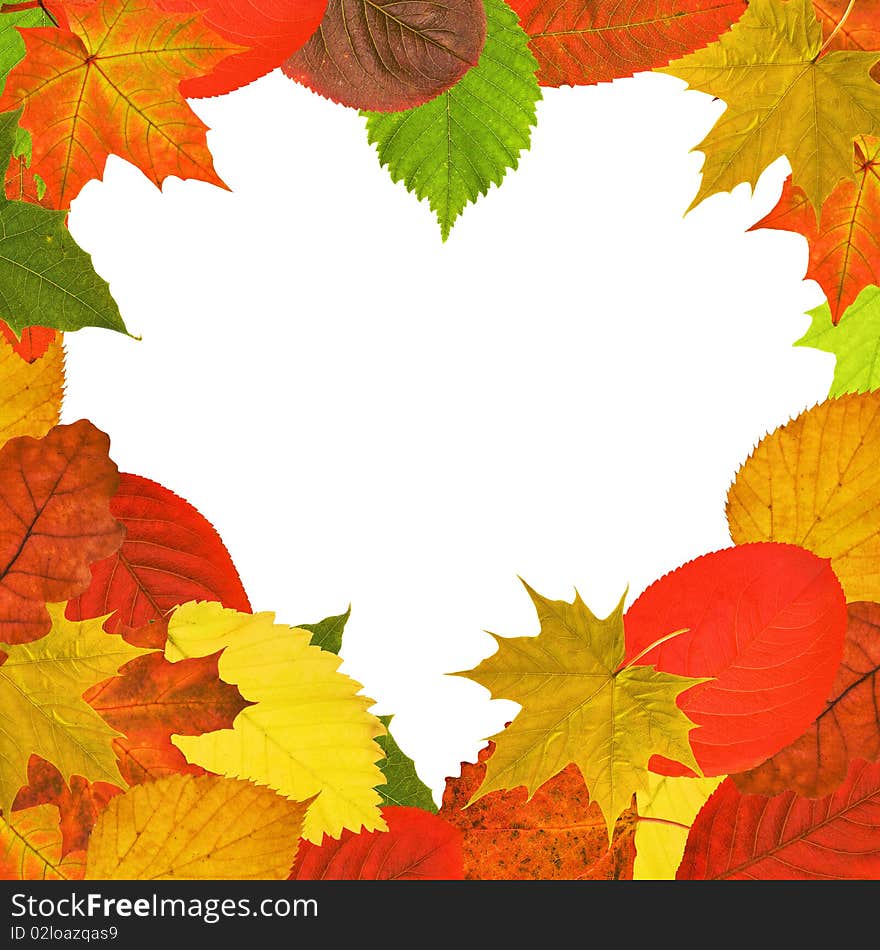 Heart shape bright autumn leaves frame on white background