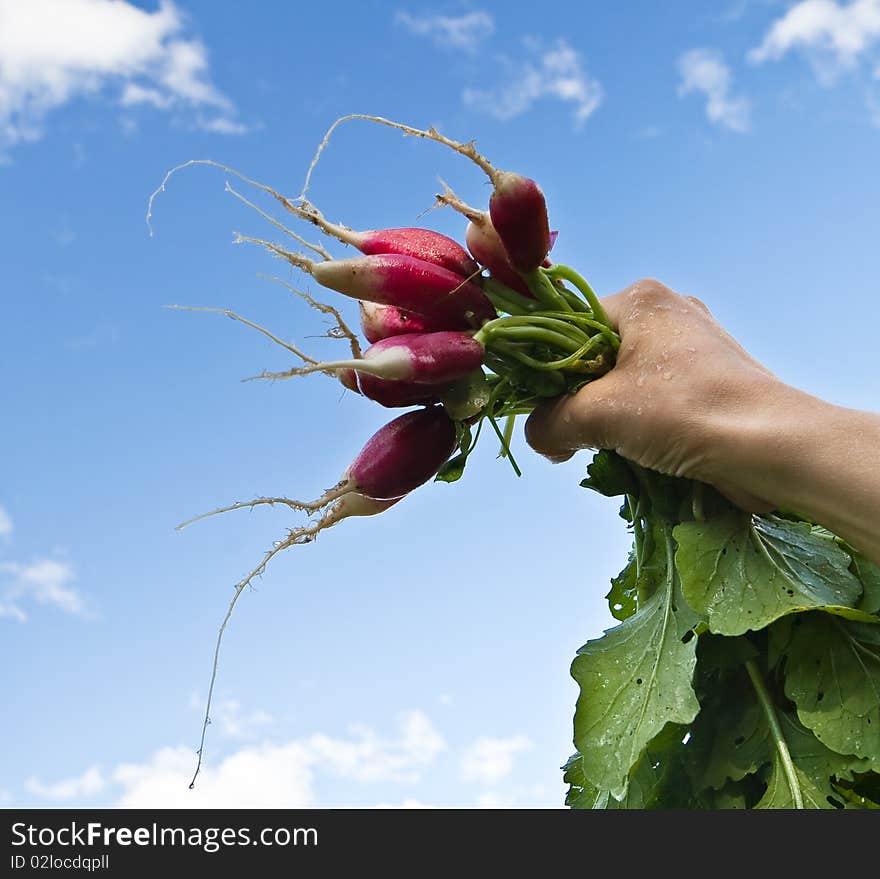 Fresh Radish