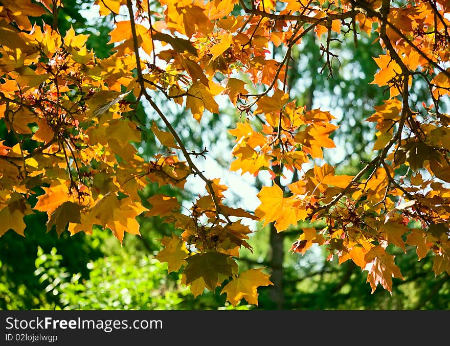 Gold maple leaves in autumn park. Gold maple leaves in autumn park