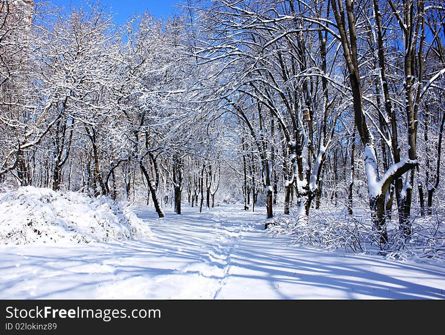 Winter park covered with snow