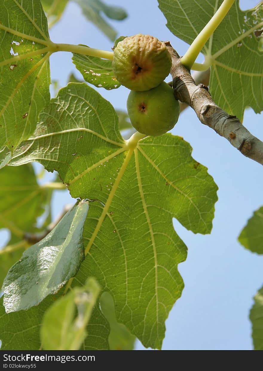 Figs (ripe and dried) in a tree with leaves