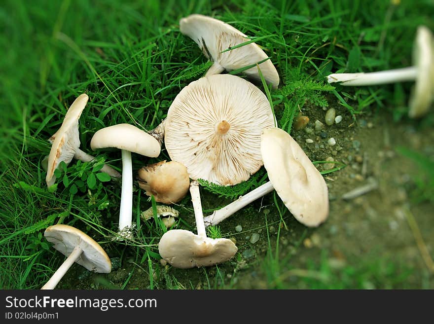 Mushrooms in the grass