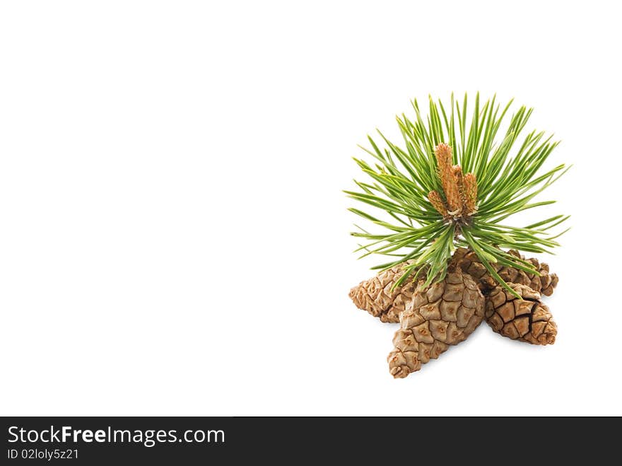 Pine cones on a white background