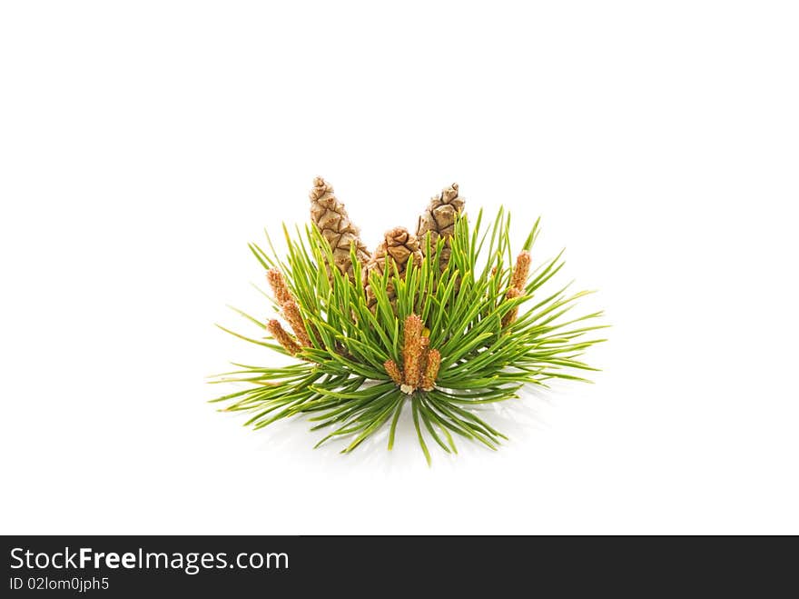 Pine cones on a white background