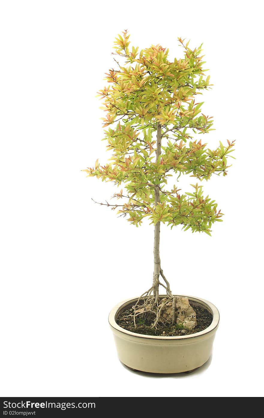 Bonsai Granado