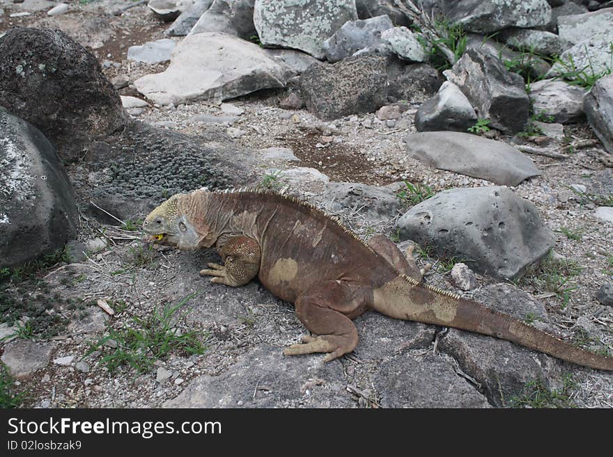 Land iguana in galapagos islands