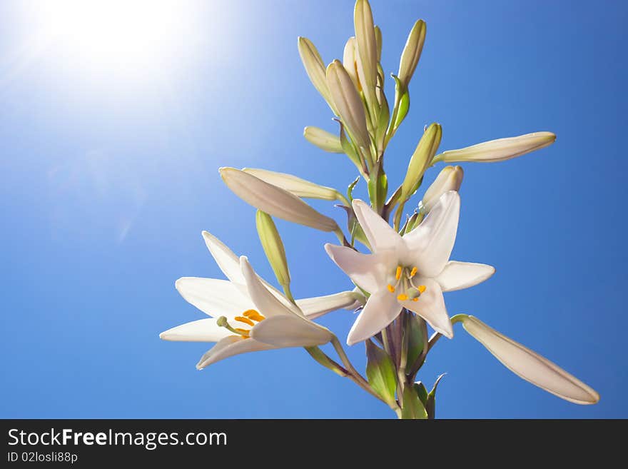 Beautiful flower on the blue sky