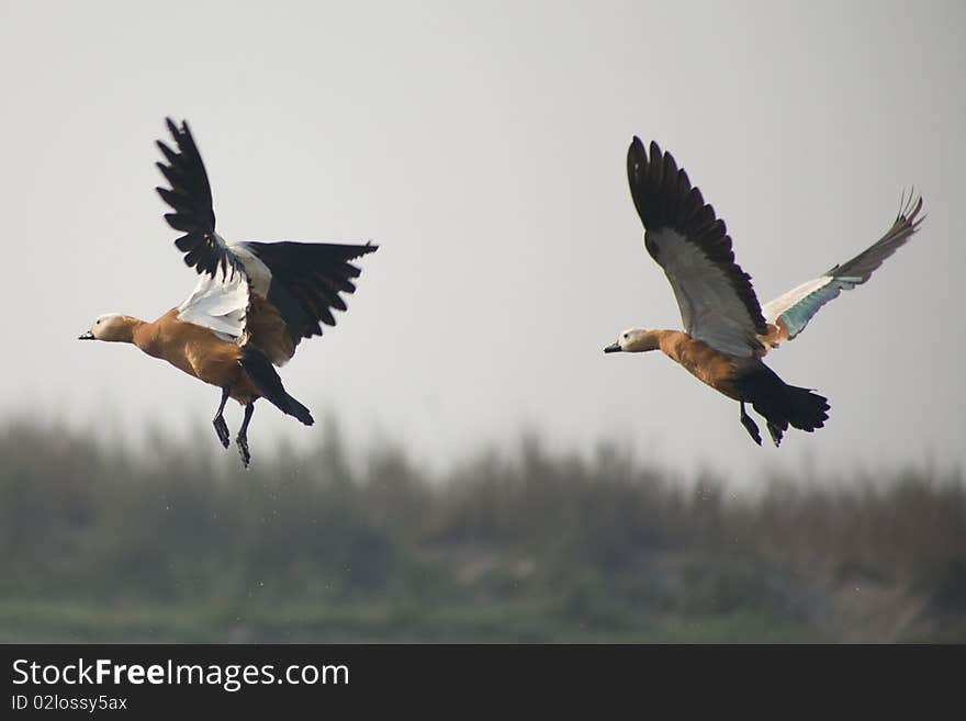 Shelduck flying 1