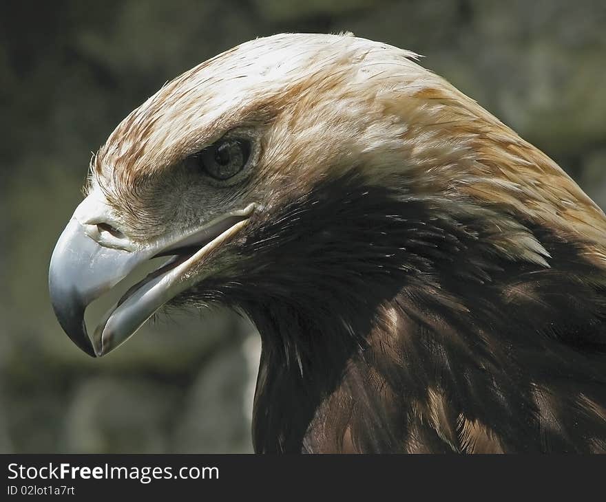 Steppe eagle. Best bird of prey. Aquila rapax(nipalensis). Steppe eagle. Best bird of prey. Aquila rapax(nipalensis).