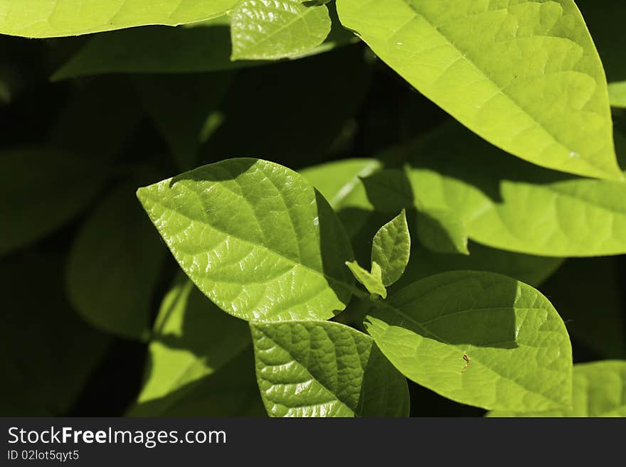 Ripe,green Leaves of Cherry Laurel