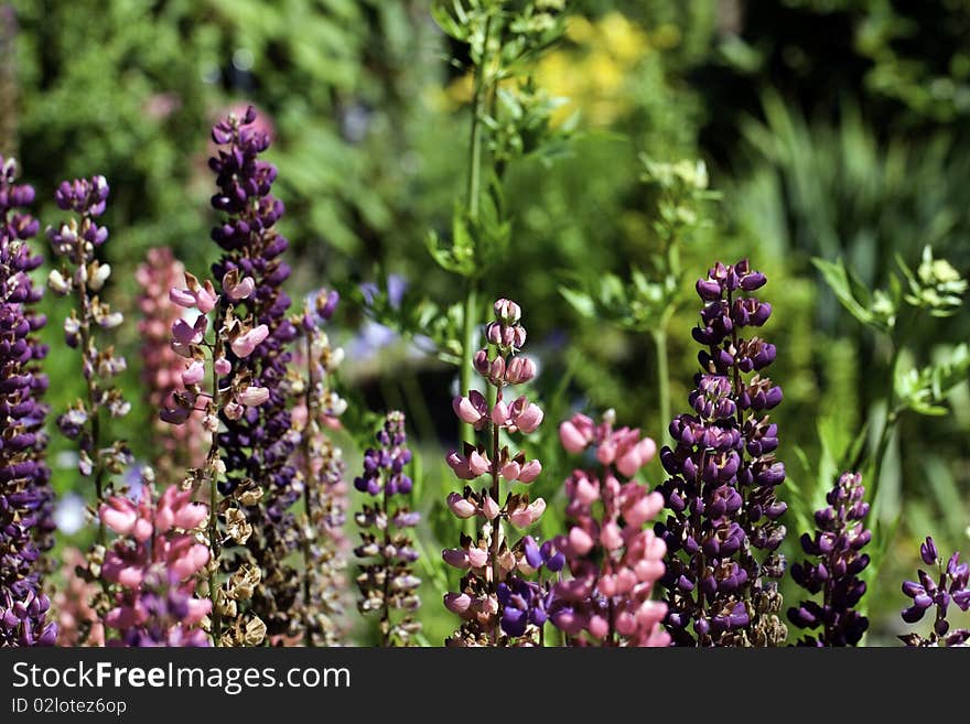 Colorful Lupine in the garden